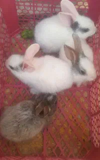 خرگوش