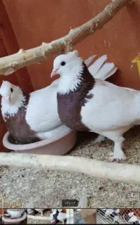 کفتر طوقی