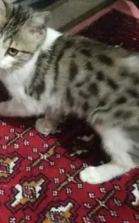 گربه واگذاری