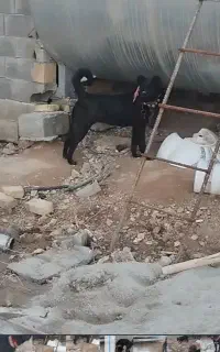 سگ قرق