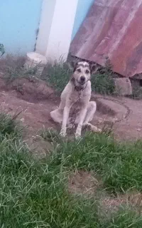 سگ نگهبان گیرنده و حرفه گوش کن