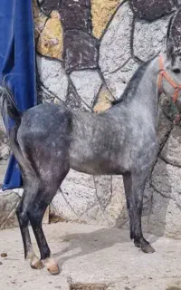 کره مادیان درجه یک