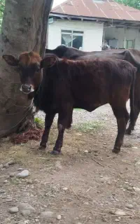 گاو با گوساله ...ورزاکوله
