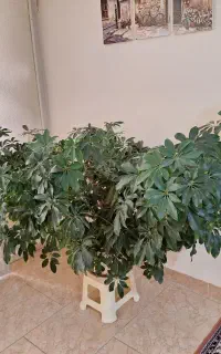گل پنج انگشتی