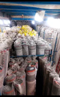 فرش  طوسی طلاکوب طرح ۷۰۰  طلاب و9و۱۲و6متری