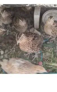 بلدرچین ماده