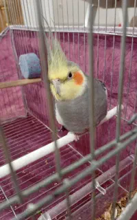 آگهی گمشده عروس هلندی
