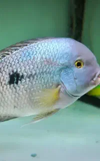 ویجانیکاراگوئنس معاوضه