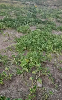 قرا شله بران