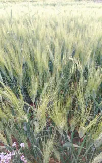 ۱۳ باک کاه جو تمیز بدون خار و علف هرز