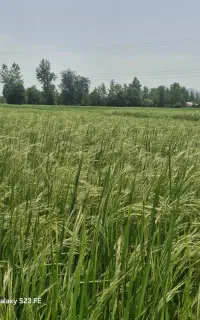 برنج