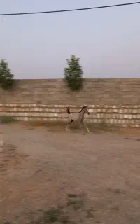 کره مادیان عرب ۵ماهه.مدرک دار