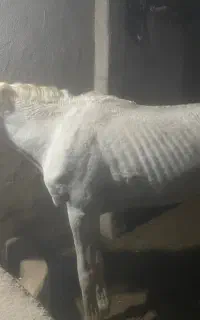 اسب یکسر عرب