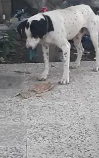 سگ شکاری واگذار میشود