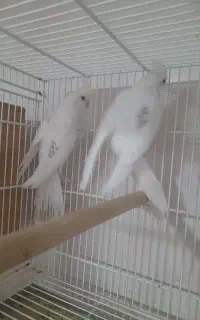 عروس هلندی
