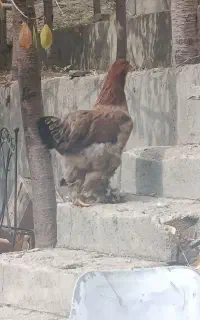 مرغ برهما