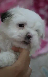 واگذاری توله سگ های شیتزو سوپر فلت عروسکی