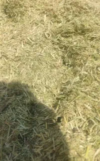 یونجه کوبیده