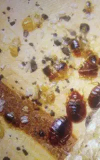 سمپاشی ساس بیدسم پاشی ضمانتی دریک جلسه(سراسر مشهد)