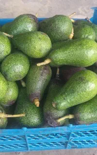 میوه اواکادو