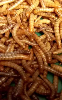 میلورم زنده و خشک+ کود میلورم+ سوسک مولد جوان