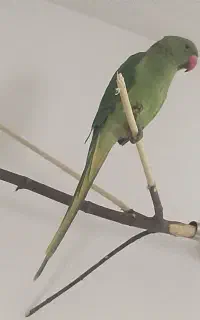 ملنگو چهارماهه باتست جنسیت نررام شاه تخم