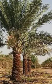 هرس باغ خرما با اره برقی