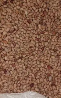 لوبیا چشم بلبلی