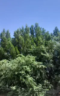 برش درخت رایگان