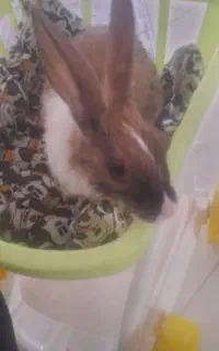 خرگوش
