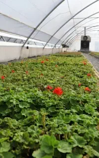 خدمات باغبانی در منزل و محوطه سازی