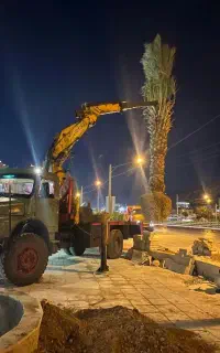 نخل فضاسبز