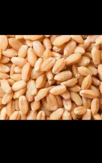 بذرگندم آبی میهن قیمت ۶۰ تومان درجه یک بوجاری شده