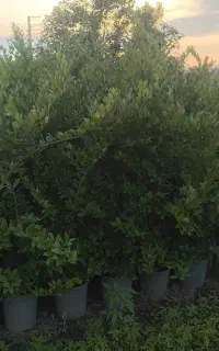 یاس هلندی نیمچه قیچی خورده جنگلی دومدل تصویر ۱و ۲)