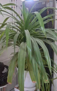 گل بزرگ و بسیار زیبا