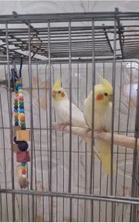 فروش جوجه ۳ ماهه لوتینو