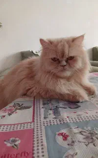 پرشین سه ساله