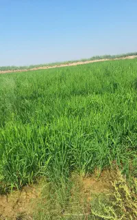 استخدام کشاورز