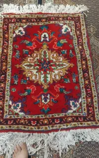 پادری نو