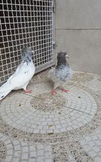 جفت کله سار موشی کاکلی