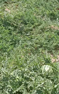 هندوانه درجه یک شیرین