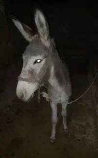فروش خر دوساله