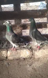 جفت نر و ماده فروشی