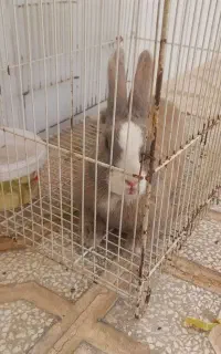 فروش خرگوش صحرائی و اهلی شده