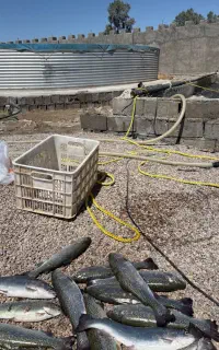 ماهی قزل شیلات