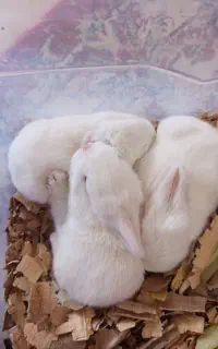بچه خرگوش ملوس
