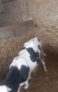 گوساله نر داشتی جهت پروار