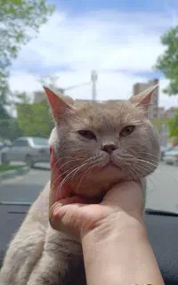 گربه میکس اسکاتیش بریتیش