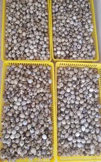 تخم نطفه دار بلدرچین نژاد تخم گذار اصلاح شده