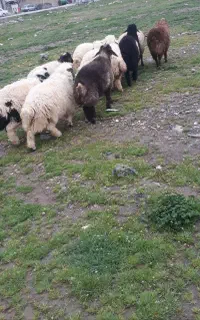 گوسفند زنده کم دنبه